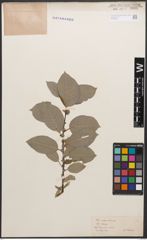 Foto von Salix caprea L. x Salix lanata L.